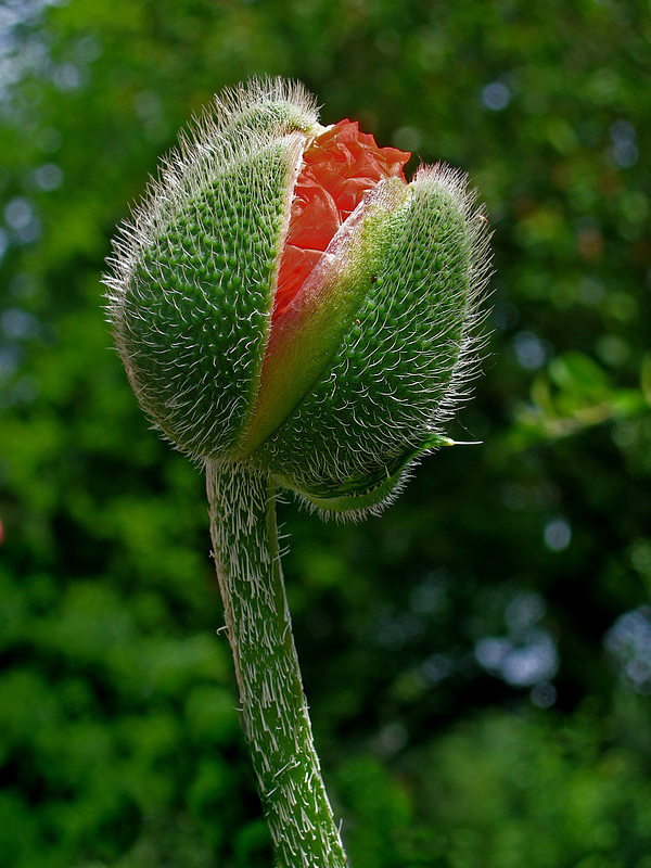 Blume  PICT 1771_Bildgröße ändern.jpg